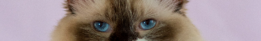 Cattery banner