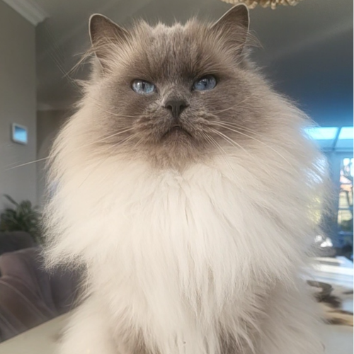 Foto van de poes