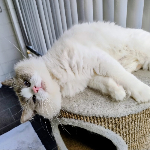 Foto van de poes