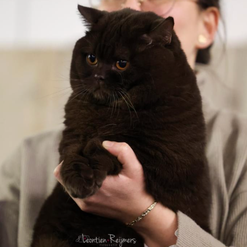 Foto van de poes