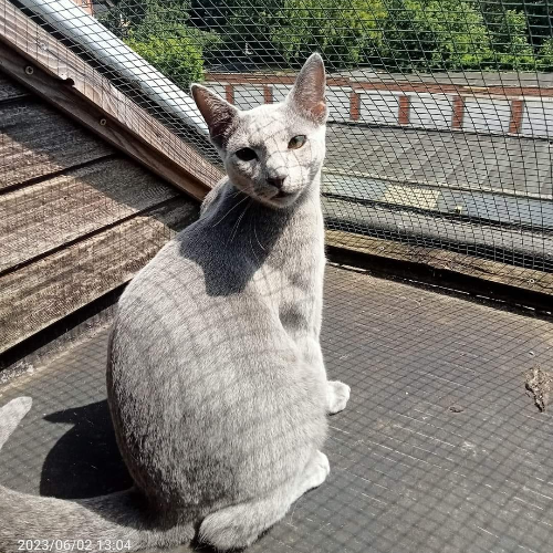 Foto van de poes
