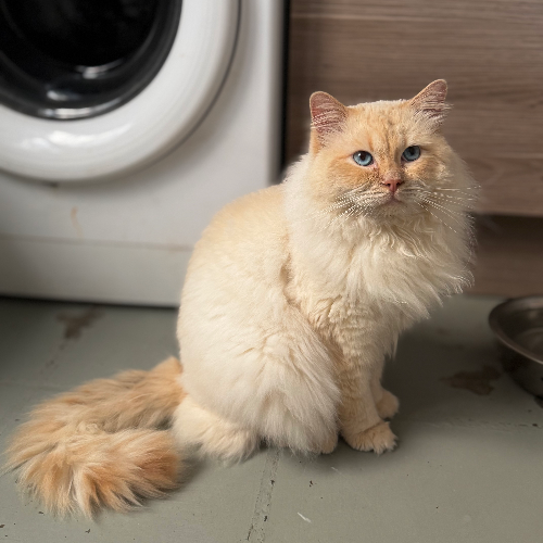 Foto van de poes