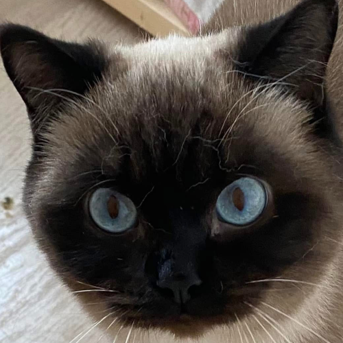 Foto van de poes