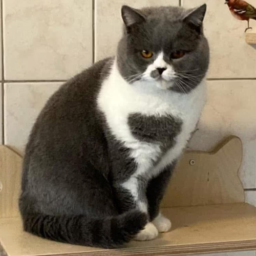 Foto van de poes