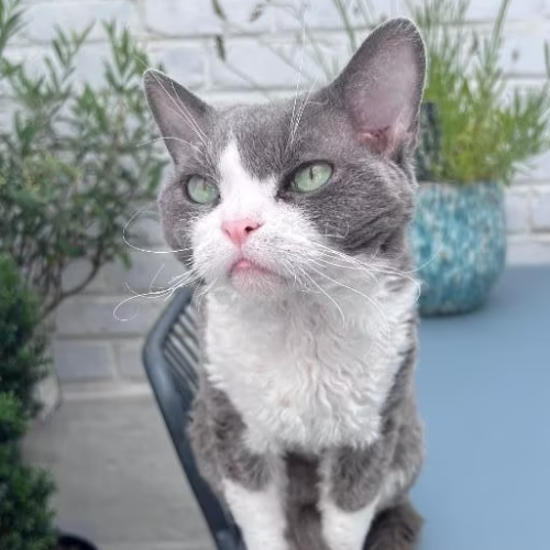 Foto van de poes