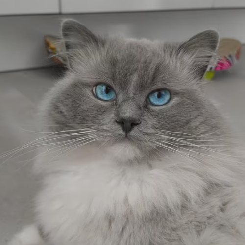 Foto van de poes