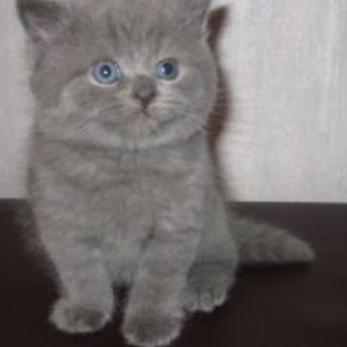 Foto van de poes