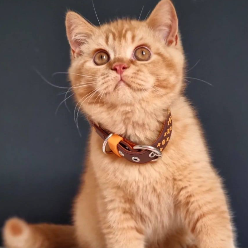 Foto van de poes