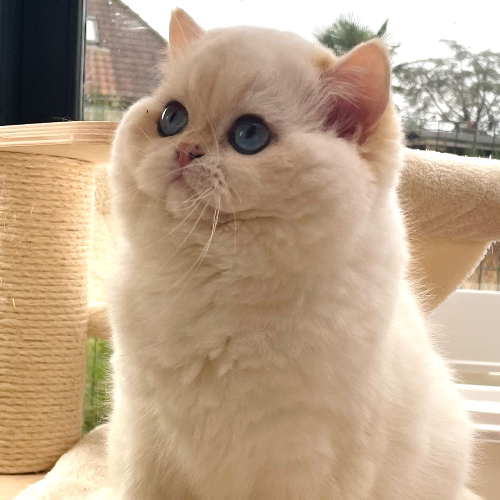 Foto van de poes
