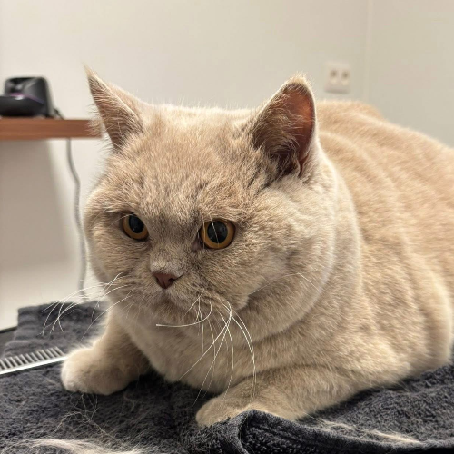 Foto van de dekkater