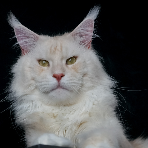 Foto van de poes