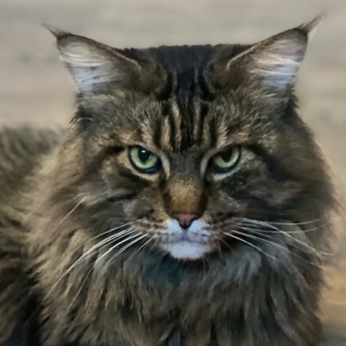 Foto van de poes