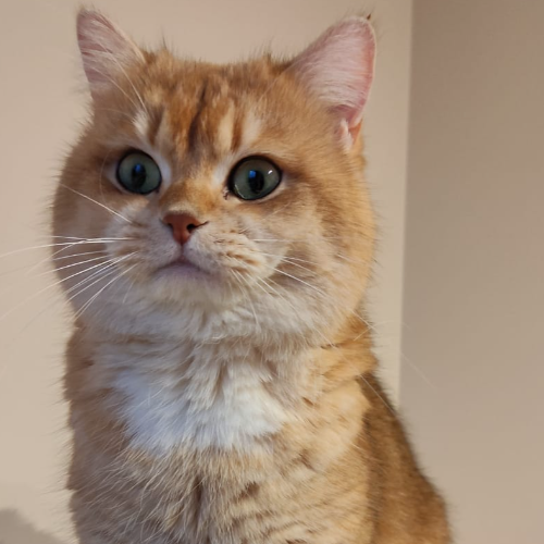 Foto van de poes