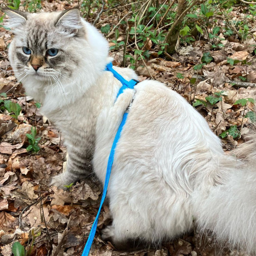 Foto van de poes