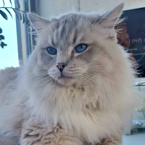 Foto van de poes