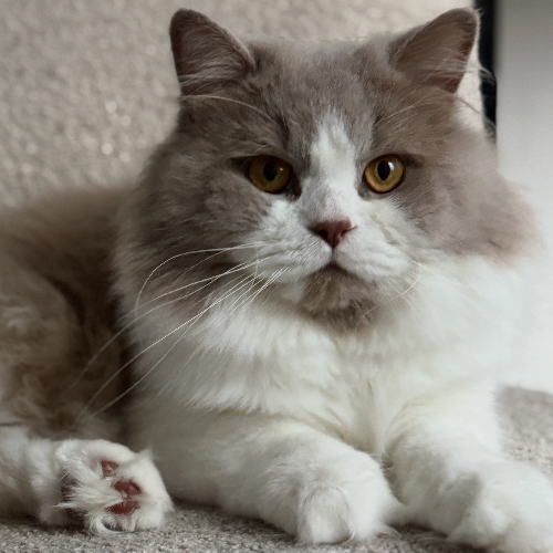 Foto van de poes