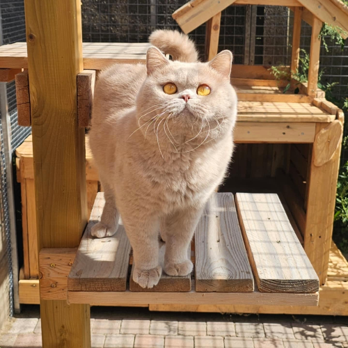 Foto van de poes