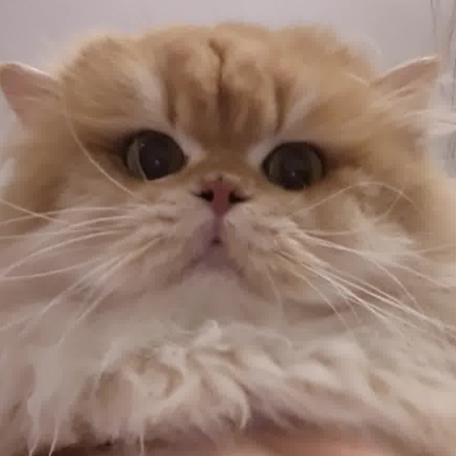 Foto van de dekkater