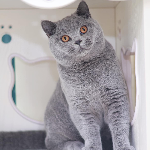 Foto van de dekkater