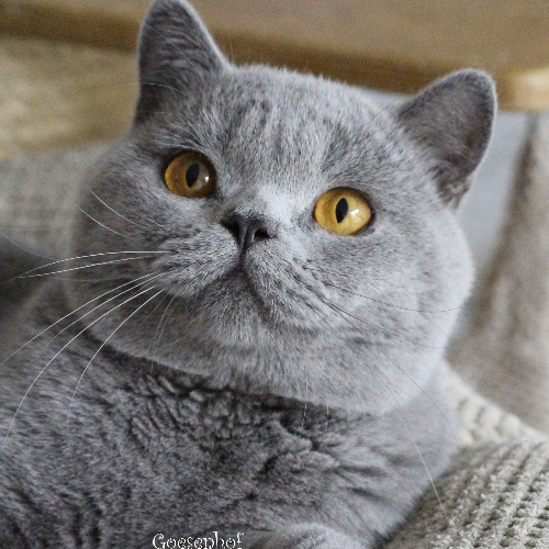 Foto van de dekkater