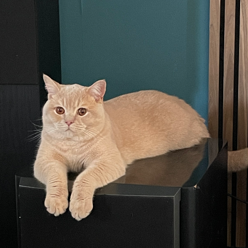 Foto van de dekkater