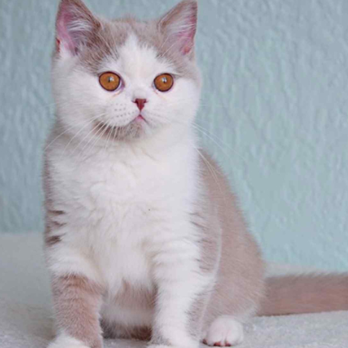 Foto van de dekkater