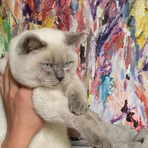 Foto van de dekkater