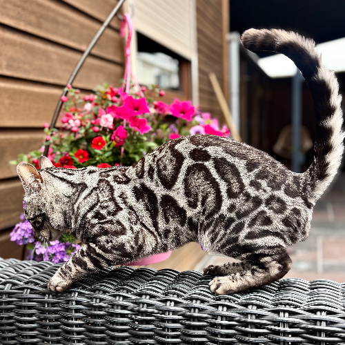 Foto van de poes