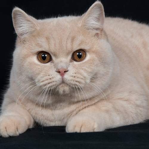 Foto van de dekkater