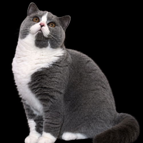 Foto van de dekkater