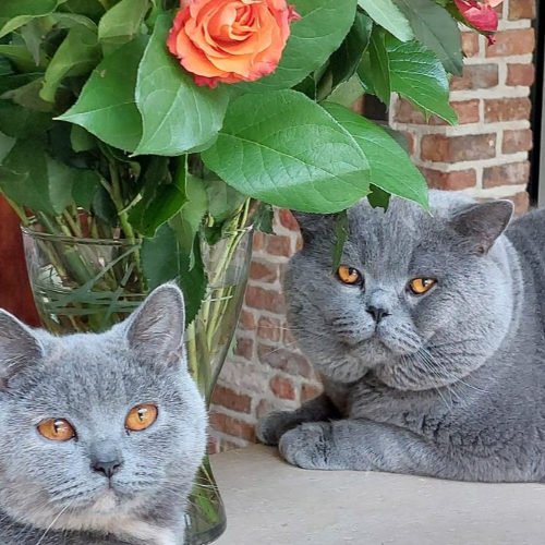 Foto van de dekkater