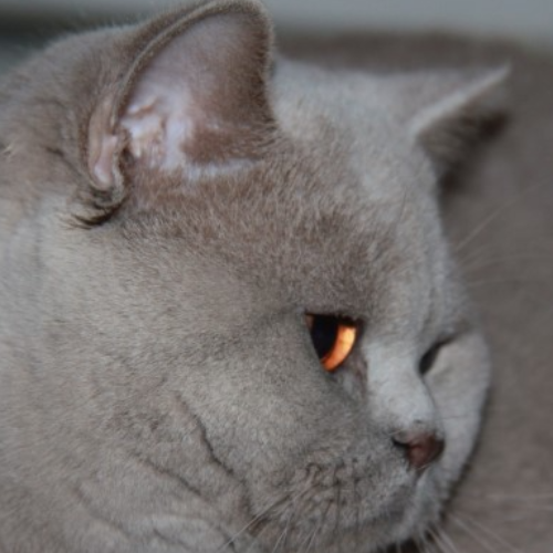 Foto van de dekkater