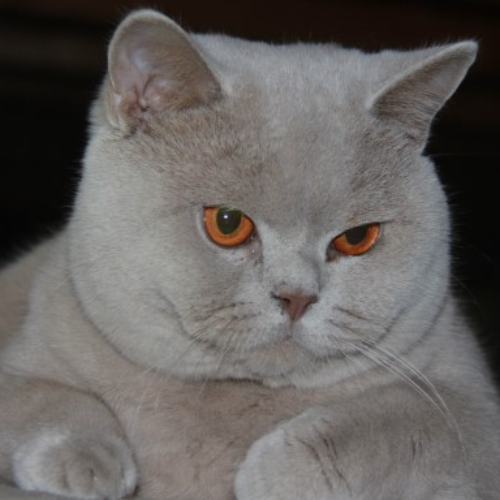 Foto van de poes