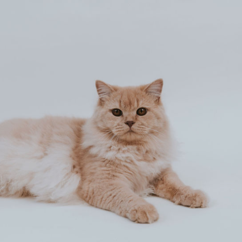 Foto van de dekkater