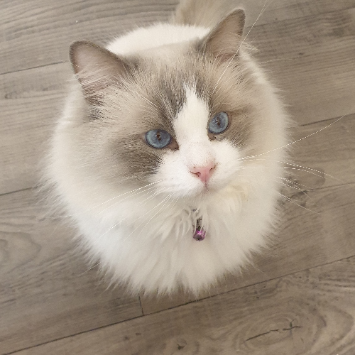 Foto van de dekkater