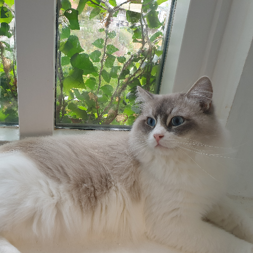 Foto van de dekkater