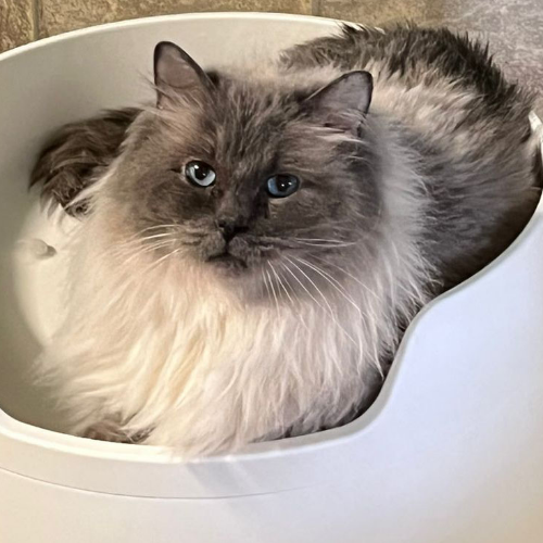 Foto van de dekkater