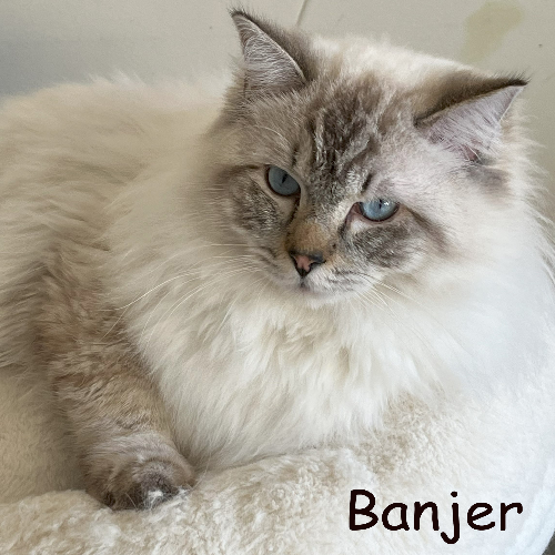 Foto van de dekkater