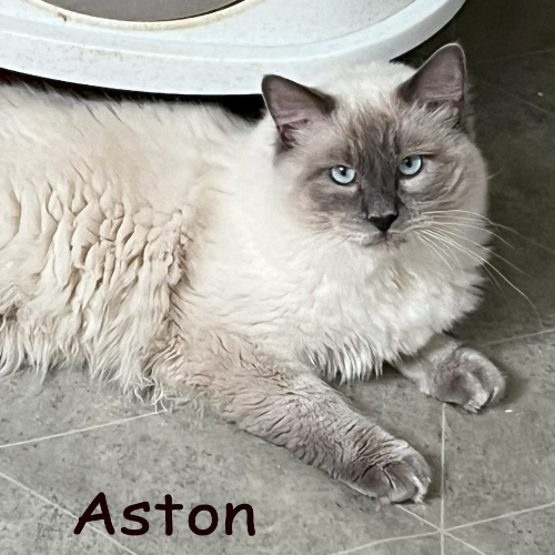 Foto van de dekkater