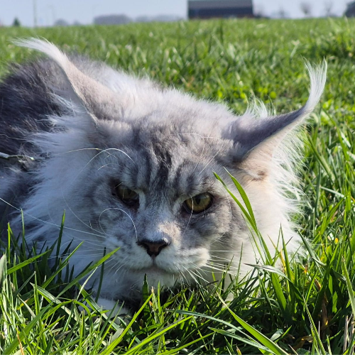 Foto van de dekkater