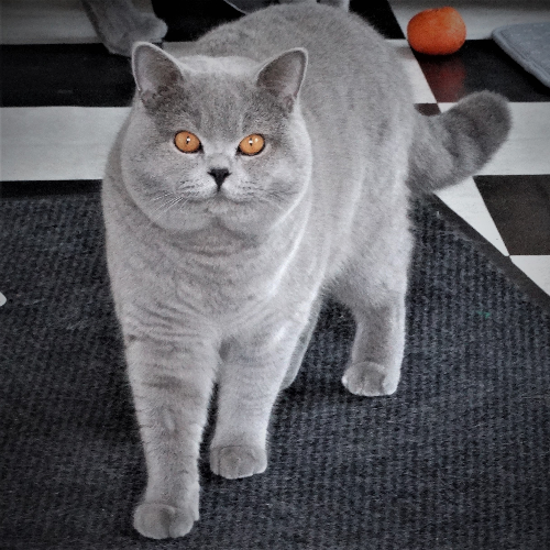 Foto van de dekkater
