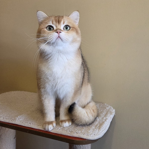 Foto van de dekkater
