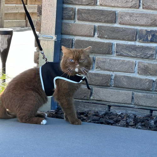 Foto van de dekkater