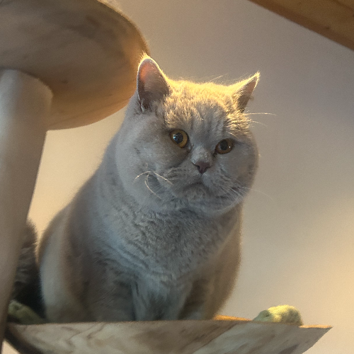 Foto van de dekkater