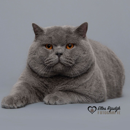Foto van de dekkater