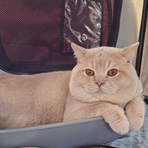 Foto van de dekkater