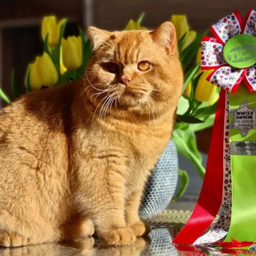 Foto van de dekkater