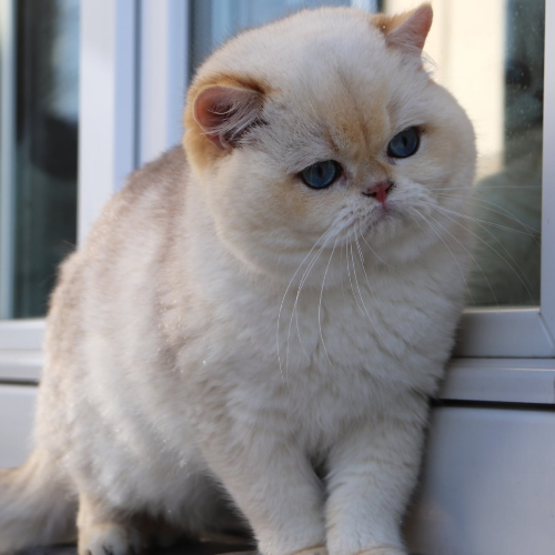 Foto van de dekkater