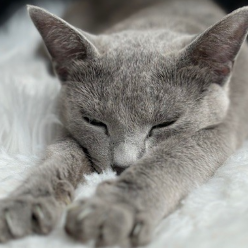 Foto van de poes