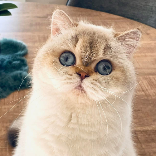 Foto van de poes